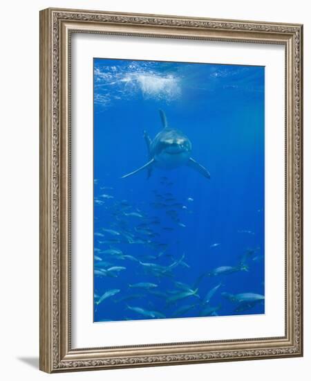 Great White Shark-DLILLC-Framed Photographic Print