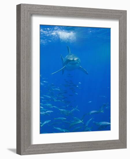 Great White Shark-DLILLC-Framed Photographic Print