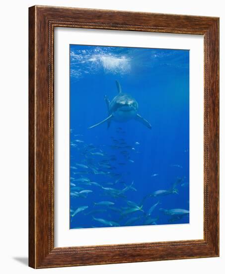 Great White Shark-DLILLC-Framed Photographic Print