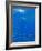 Great White Shark-DLILLC-Framed Photographic Print