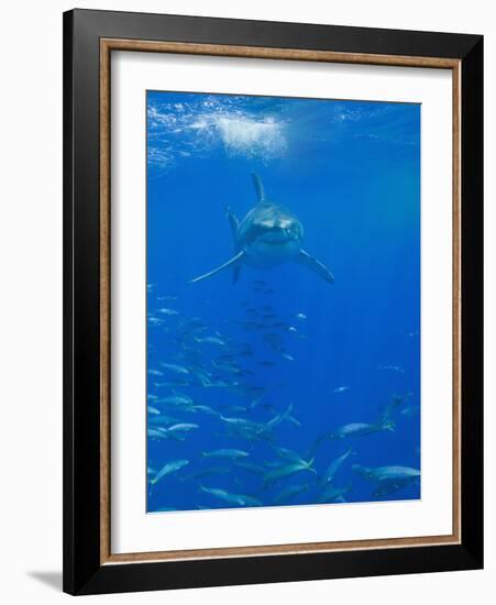 Great White Shark-DLILLC-Framed Photographic Print