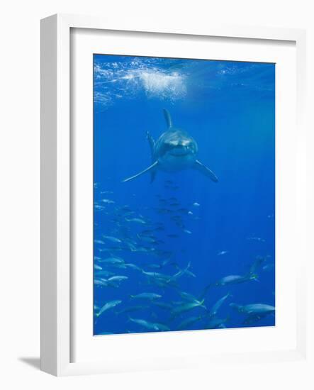 Great White Shark-DLILLC-Framed Photographic Print