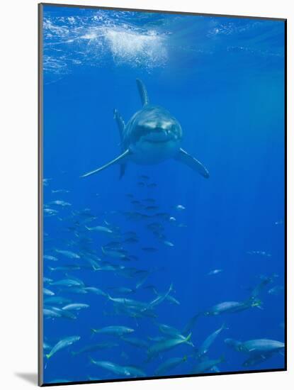 Great White Shark-DLILLC-Mounted Photographic Print
