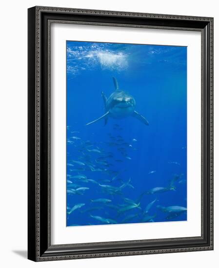 Great White Shark-DLILLC-Framed Photographic Print