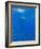 Great White Shark-DLILLC-Framed Photographic Print