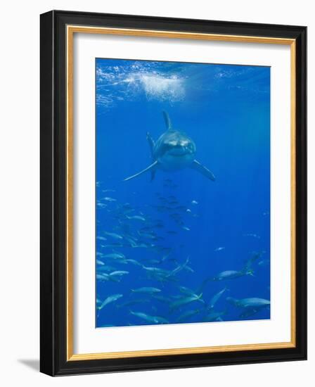 Great White Shark-DLILLC-Framed Photographic Print