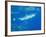 Great White Shark-DLILLC-Framed Photographic Print