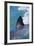 Great White Shark-DLILLC-Framed Photographic Print