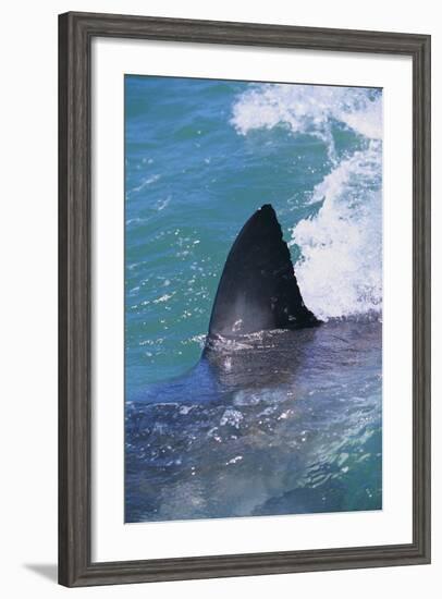 Great White Shark-DLILLC-Framed Photographic Print