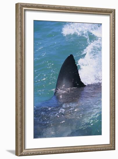 Great White Shark-DLILLC-Framed Photographic Print