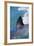 Great White Shark-DLILLC-Framed Photographic Print