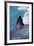 Great White Shark-DLILLC-Framed Photographic Print