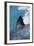 Great White Shark-DLILLC-Framed Photographic Print