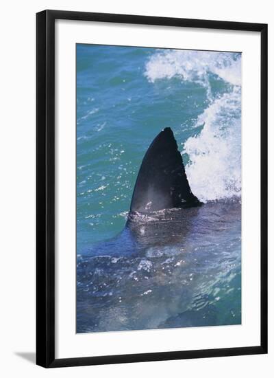 Great White Shark-DLILLC-Framed Photographic Print