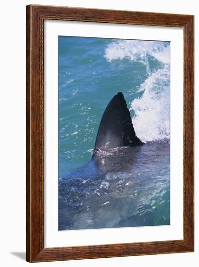 Great White Shark-DLILLC-Framed Photographic Print