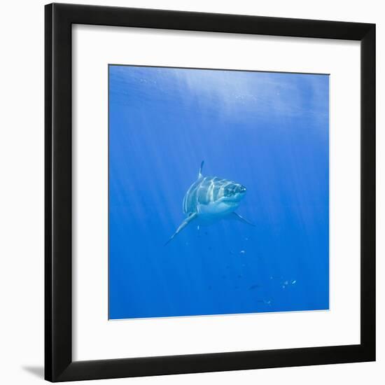 Great White Shark-DLILLC-Framed Photographic Print