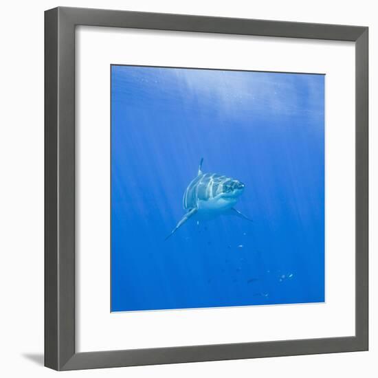 Great White Shark-DLILLC-Framed Photographic Print