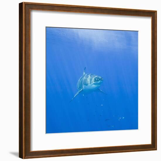 Great White Shark-DLILLC-Framed Photographic Print