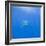 Great White Shark-DLILLC-Framed Photographic Print