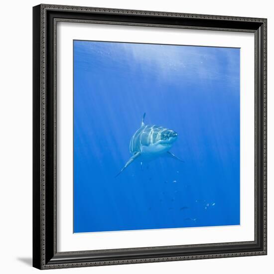 Great White Shark-DLILLC-Framed Photographic Print