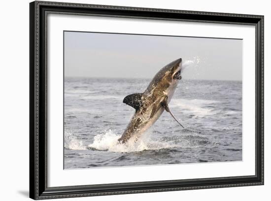 Great White Shark-null-Framed Photographic Print