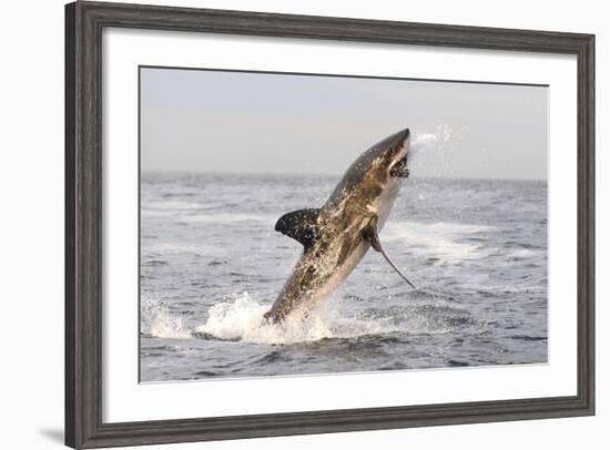 Great White Shark-null-Framed Photographic Print