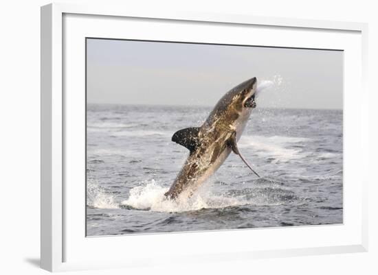 Great White Shark-null-Framed Photographic Print