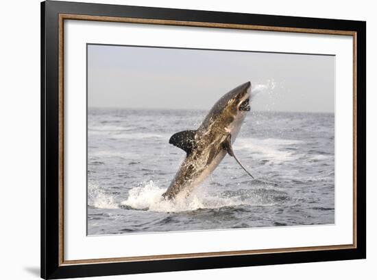 Great White Shark-null-Framed Photographic Print