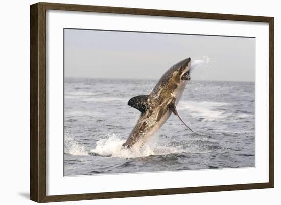 Great White Shark-null-Framed Photographic Print