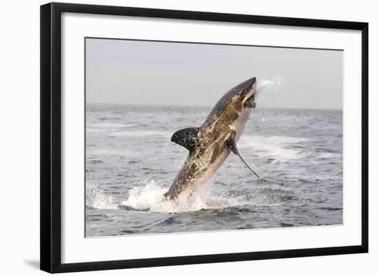 Great White Shark-null-Framed Photographic Print