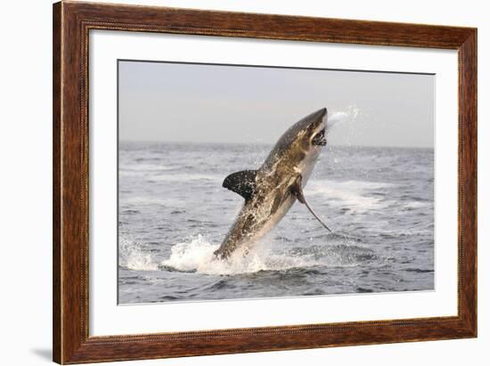 Great White Shark-null-Framed Photographic Print