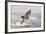 Great White Shark-null-Framed Photographic Print