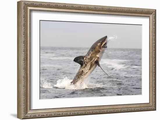 Great White Shark-null-Framed Photographic Print