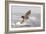 Great White Shark-null-Framed Photographic Print