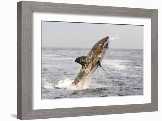 Great White Shark-null-Framed Photographic Print