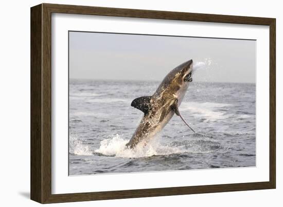 Great White Shark-null-Framed Photographic Print