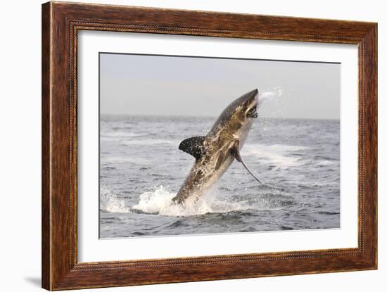 Great White Shark-null-Framed Photographic Print