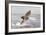 Great White Shark-null-Framed Photographic Print