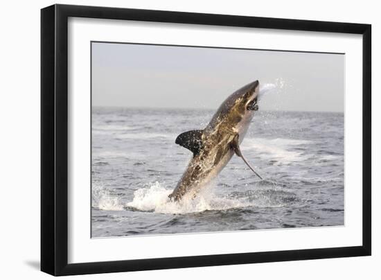 Great White Shark-null-Framed Photographic Print