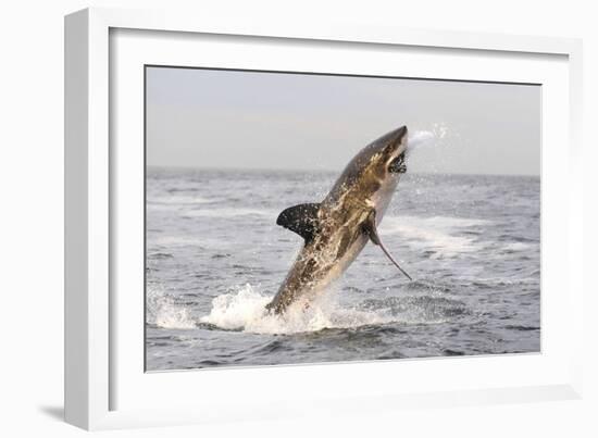 Great White Shark-null-Framed Photographic Print