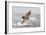 Great White Shark-null-Framed Photographic Print