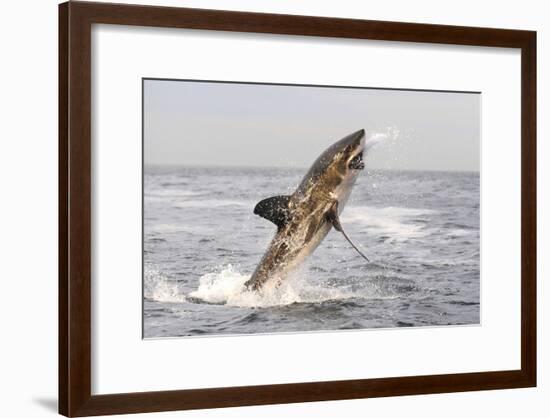 Great White Shark-null-Framed Photographic Print