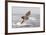 Great White Shark-null-Framed Photographic Print