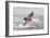 Great White Shark-null-Framed Photographic Print