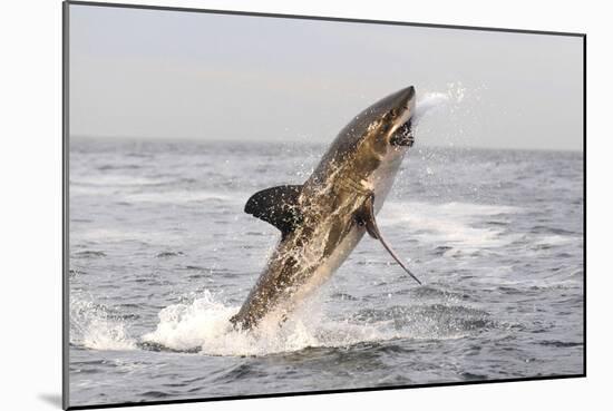 Great White Shark-null-Mounted Photographic Print