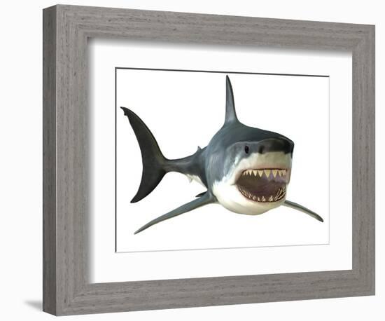 Great White Shark-null-Framed Premium Giclee Print