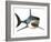 Great White Shark-null-Framed Art Print