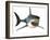 Great White Shark-null-Framed Art Print