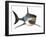 Great White Shark-null-Framed Art Print