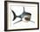 Great White Shark-null-Framed Art Print